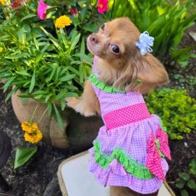 Watermelon Dog Dress. (size: XLarge)