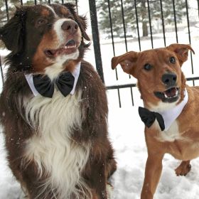 Black Satin Bowtie Collar (size: 2X-Large)