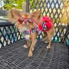 Cherry Stripe Harness Dress with Matching Leash